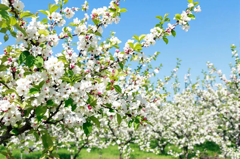 Comprendre la maladie des pommiers