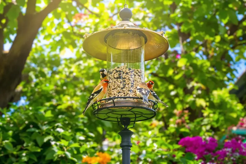 Mangeoire pour oiseaux sur pied : guide d'achat et conseils