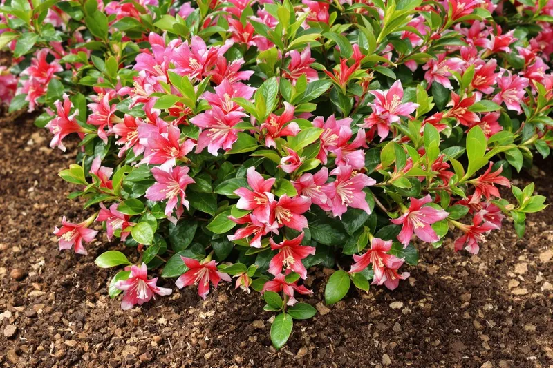 Engrais naturel : marc de café pour laurier rose