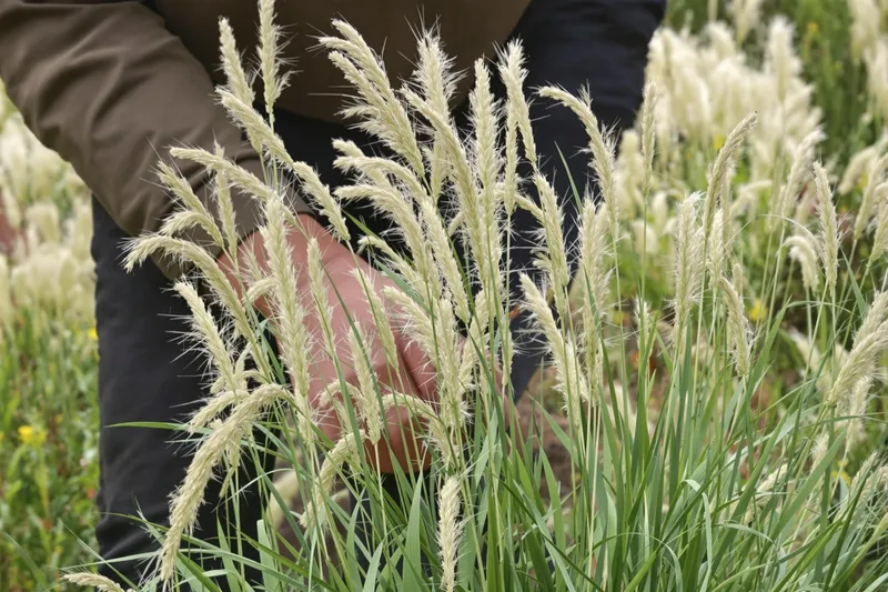 Les inconvénients du Miscanthus : à savoir avant de planter