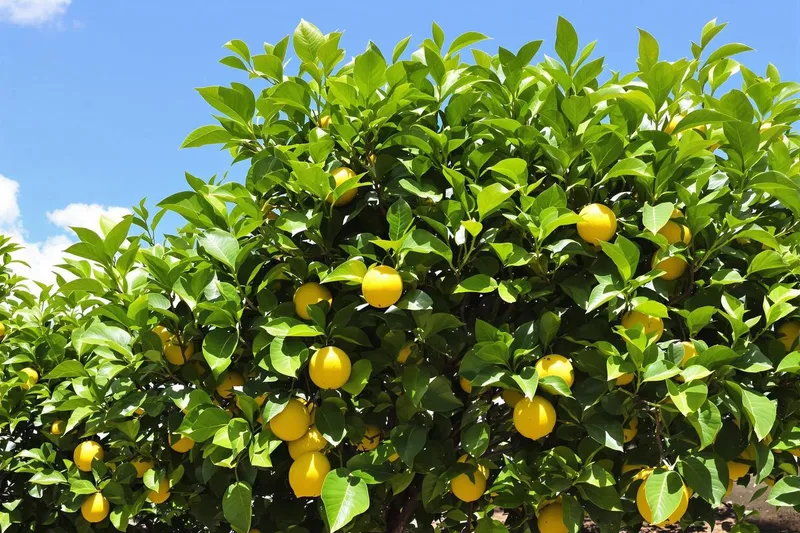 Mon citronnier perd ses feuilles : causes et solutions