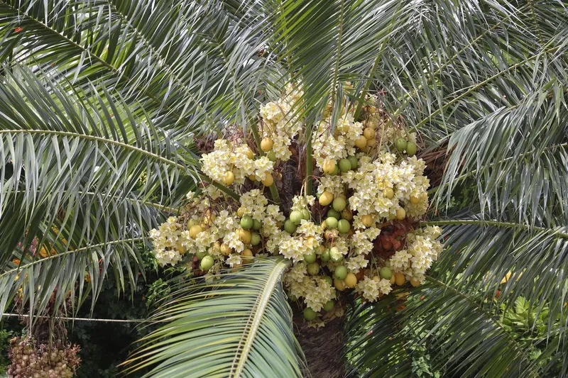 Couper les grappes d’un palmier : bonne idée ?