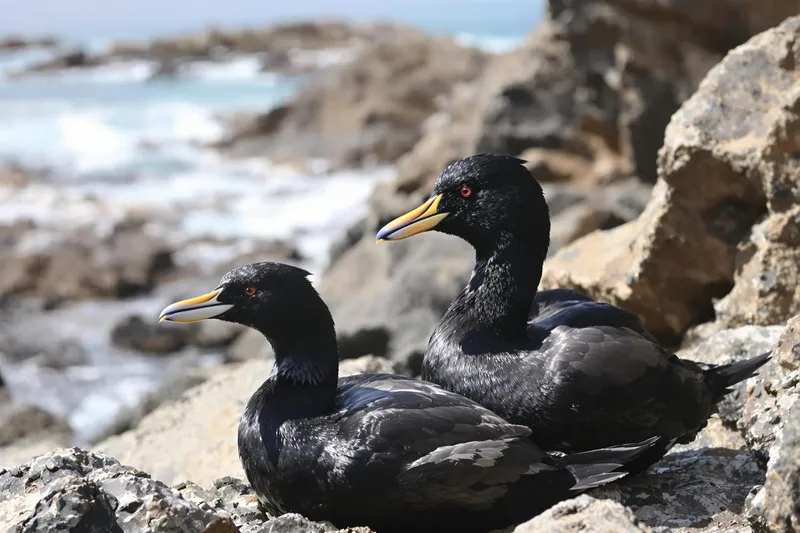 Ne confondez plus ! Différences clés entre la macreuse noire et la macreuse à bec jaune