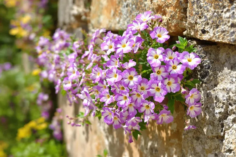Ne l'arrachez pas ! Cette vivace que vous prenez pour une mauvaise herbe est un trésor caché