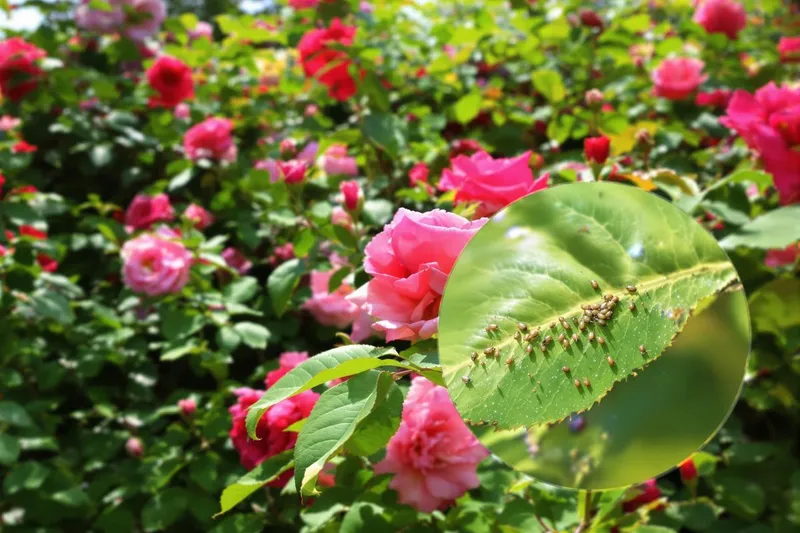 Ne pulvérisez rien sur vos rosiers avant d'avoir essayé cette astuce de grand-mère contre les pucerons