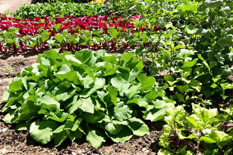 Ne ratez pas l'opportunité : les 4 légumes indispensables pour un potager 100 % productif cet automne
