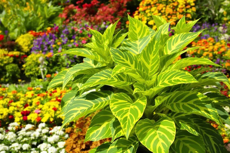 Nepata vulcan : guide complet pour son entretien