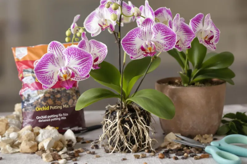 Offrez une cure de jouvence à votre orchidée : le guide simple pour un rempotage réussi !