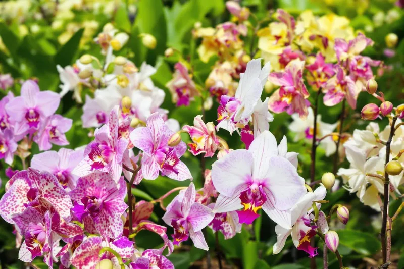 Orchidées éblouissantes en permanence : l'astuce secrète des fleuristes révélée