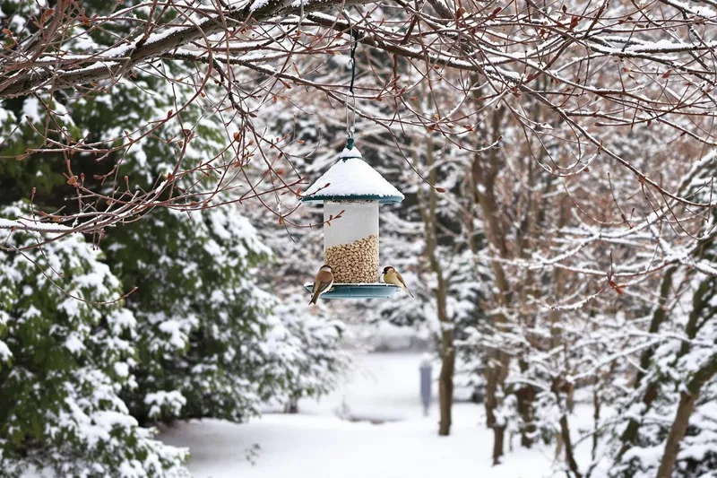 Où placer votre mangeoire pour transformer votre jardin en paradis hivernal pour les oiseaux ?