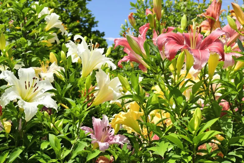 Partagez vos astuces pour protéger vos lys du criocère : découvrez les meilleures techniques !