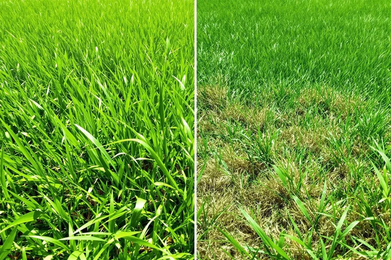 Pelouse desséchée et terne en été : découvrez les gestes immédiats pour la revitaliser sans tout refaire