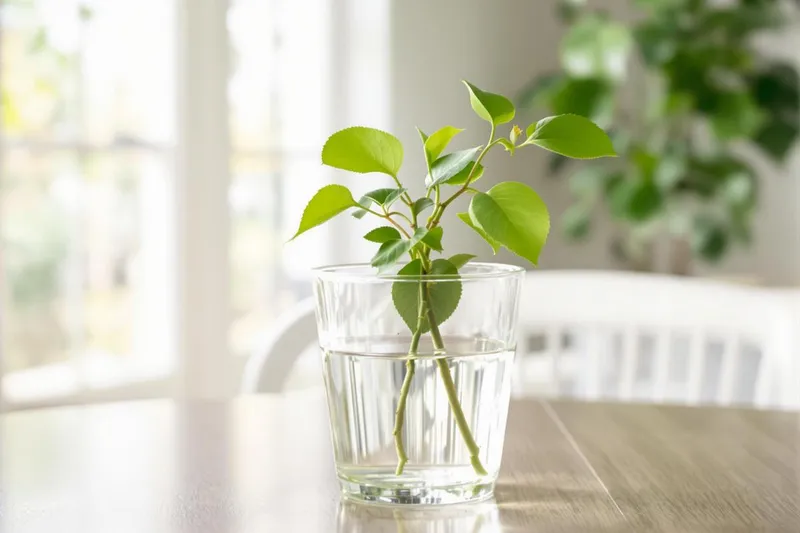 Peut-on bouturer un bougainvillier dans l'eau ?