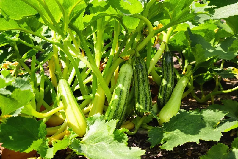 Peut-on tailler les feuilles de courgette ?