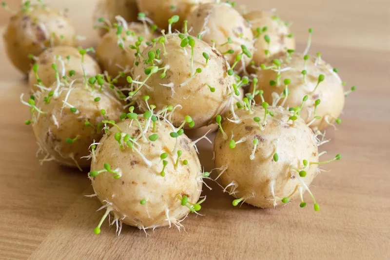 Peut-on consommer des pommes de terre germées ?