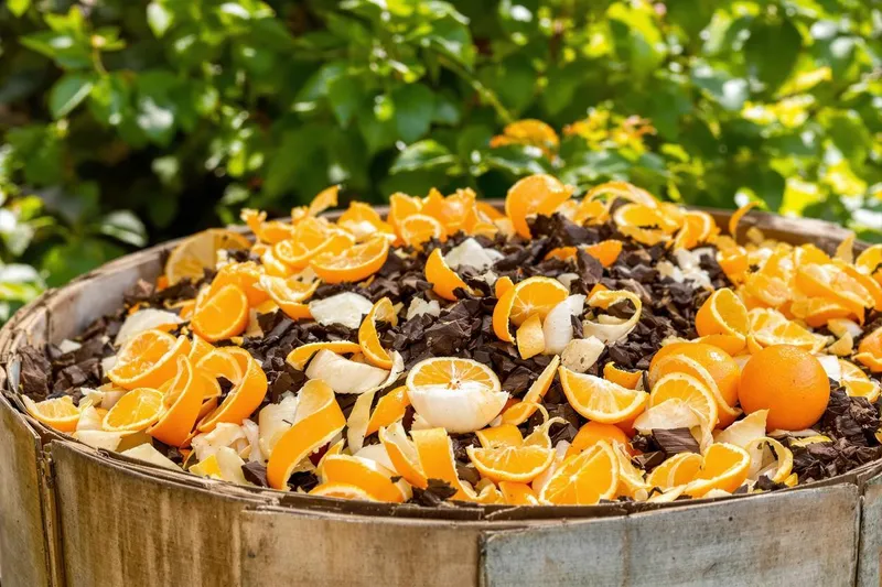 Peut-on mettre des pelures d'orange dans le compost ?