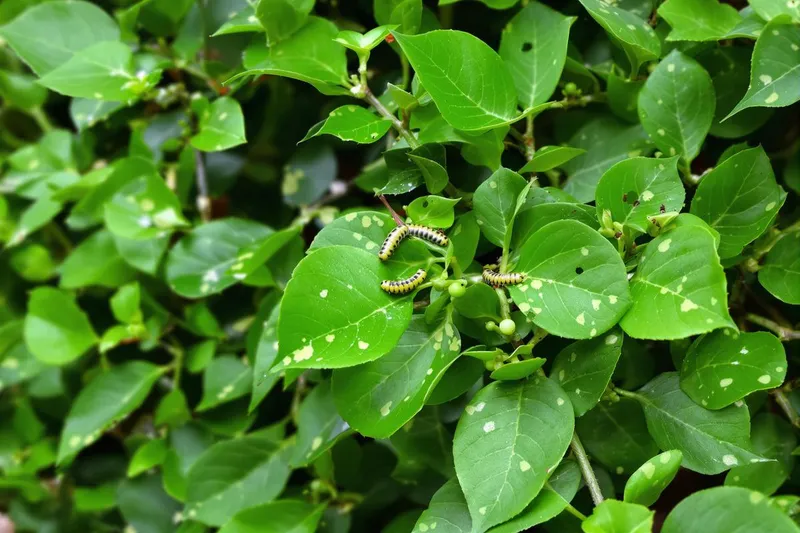 Peut on sauver un buis attaqué par la pyrale ?