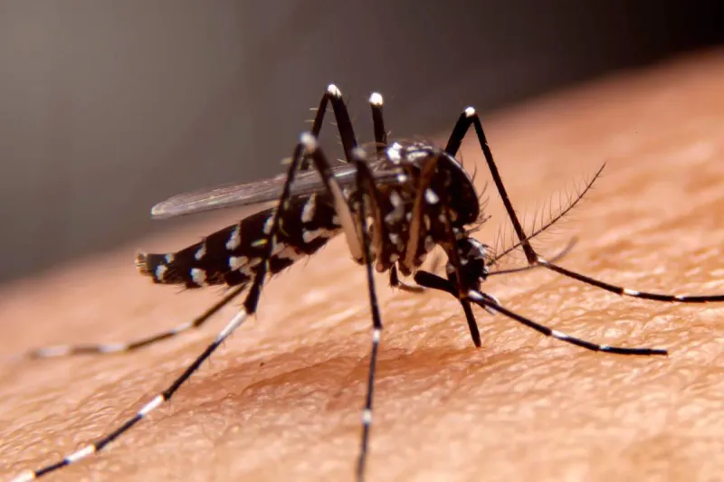 Fabriquer un piège anti-moustiques au bicarbonate de soude