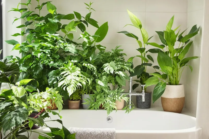 Plantes idéales pour décorer une salle de bain