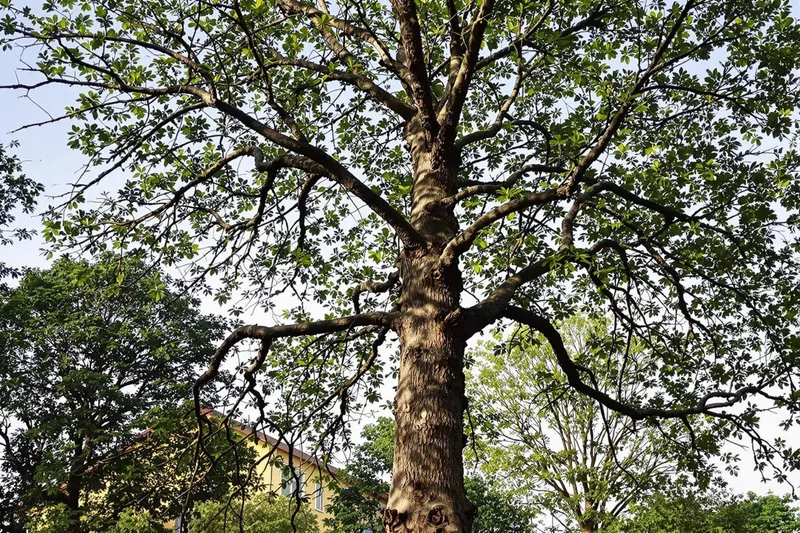 Comment planter un noyau d'avocat et obtenir un bel arbre