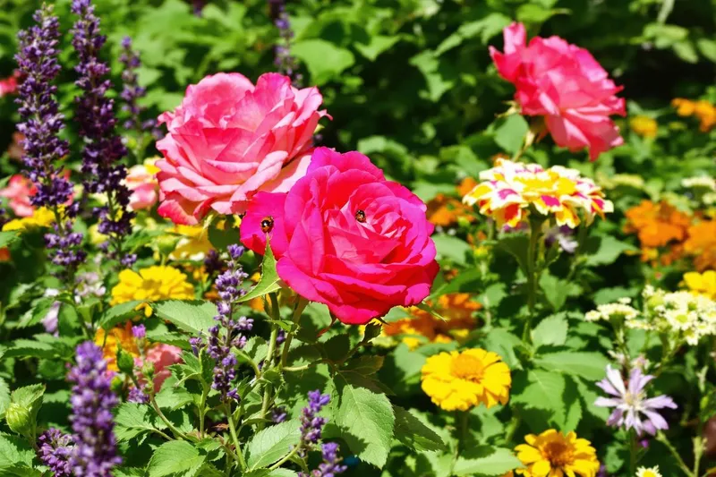 Plantes miracles pour des rosiers sans pucerons