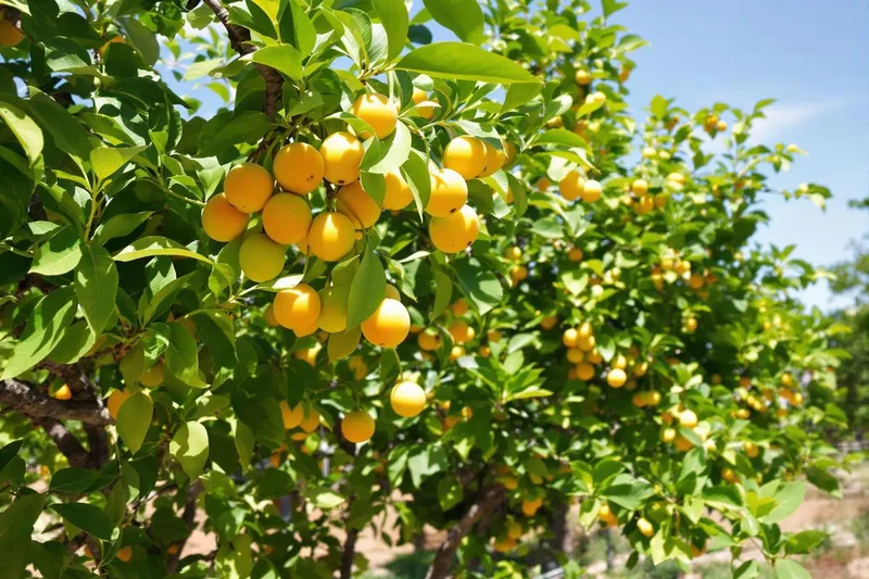 Plantez ces arbres peu connus avant fin juillet pour des fruits savoureux même en sécheresse cet automne