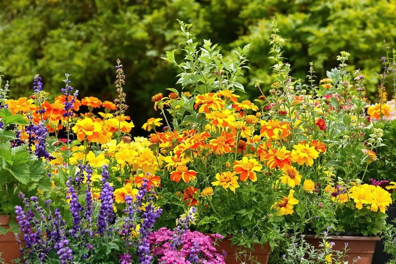 Plantez ces fleurs dès maintenant pour éloigner les nuisibles naturellement