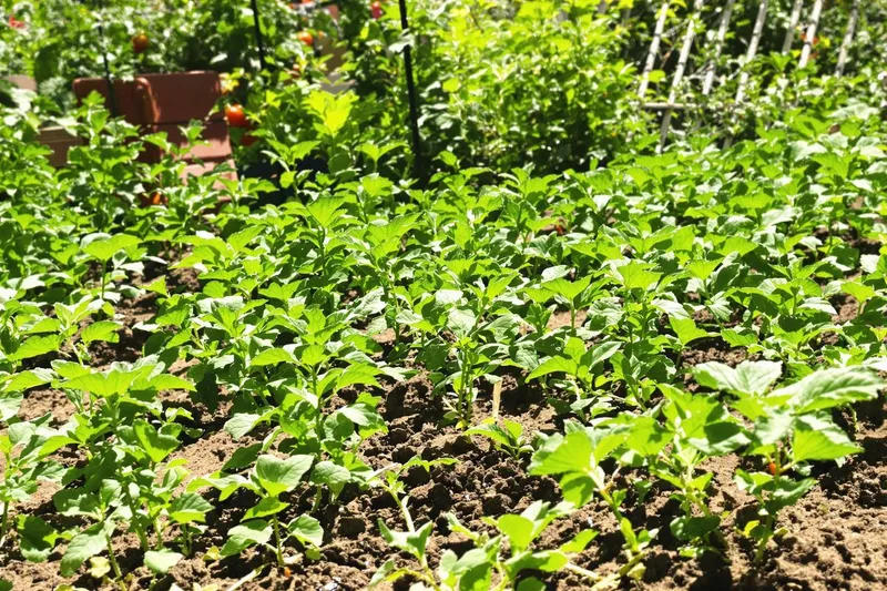 Potager en mai : une astuce peu connue pour réduire de 40 % votre consommation d'eau