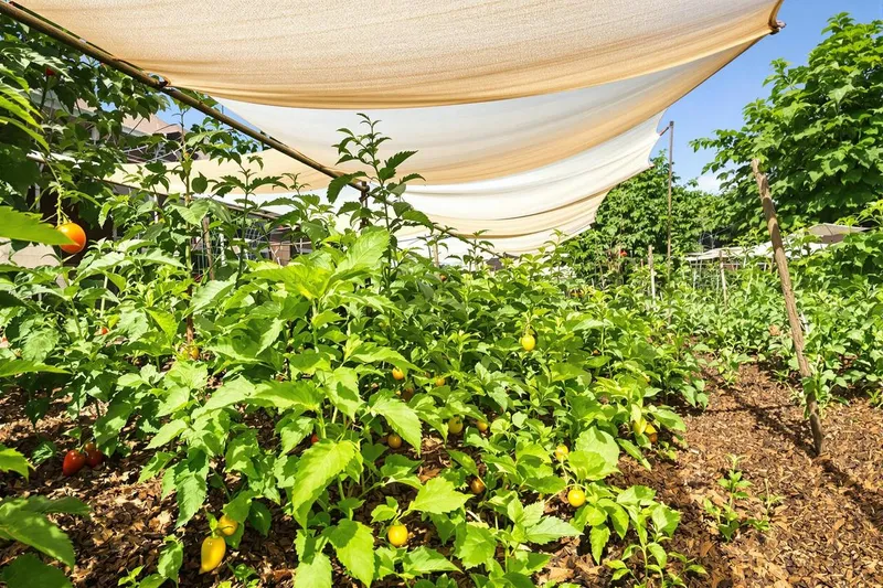 Potager estival : 3 astuces essentielles pour protéger vos légumes et fruits de la canicule