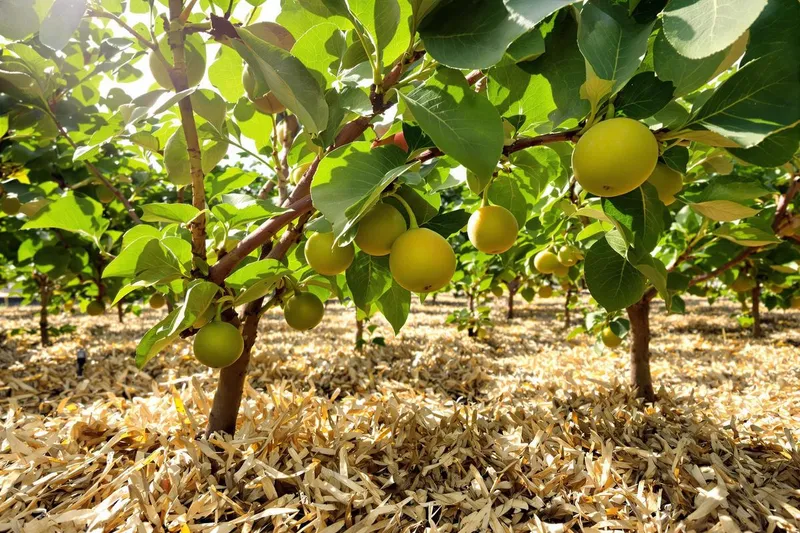 Potager et verger : cette technique essentielle à appliquer tout de suite contre la chaleur estivale