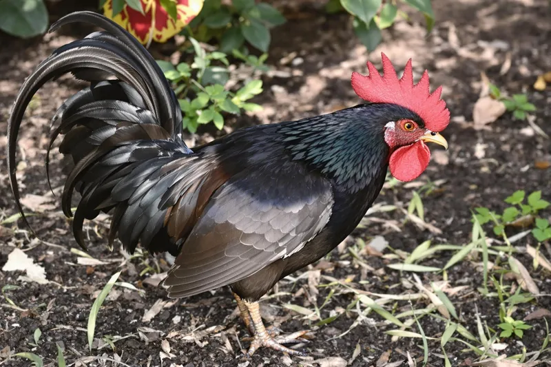Poulette noire : guide complet pour votre jardin