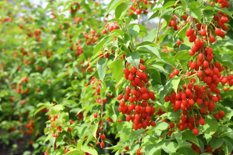 Pourquoi ce fruit méconnu va remplacer vos tomates dans le potager ?