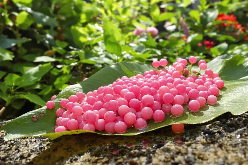 Pourquoi ces œufs roses cachent une inquiétante vérité pour votre jardin ?