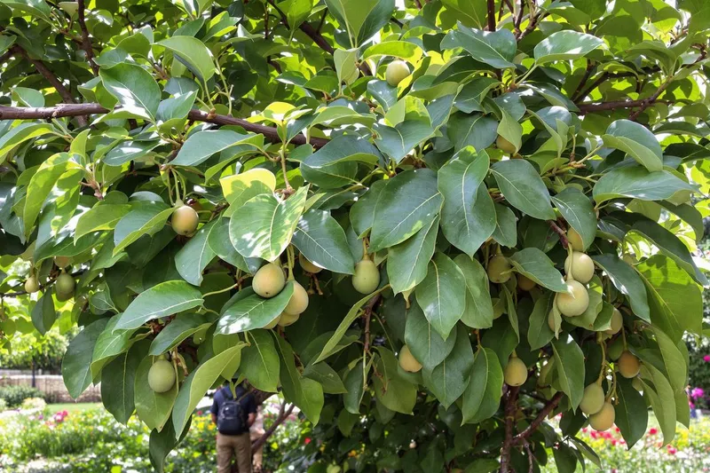 Pourquoi cet arbre fruitier qui sent si bon peut aussi attirer des serpents dans votre jardin et comment s'en protéger ?