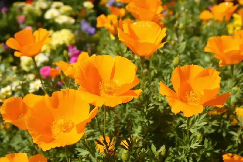 Pourquoi cette fleur ultra facile à cultiver devrait être dans votre jardin ?
