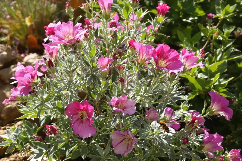 Pourquoi cette plante ancienne, splendide et increvable, devient incontournable dans nos jardins