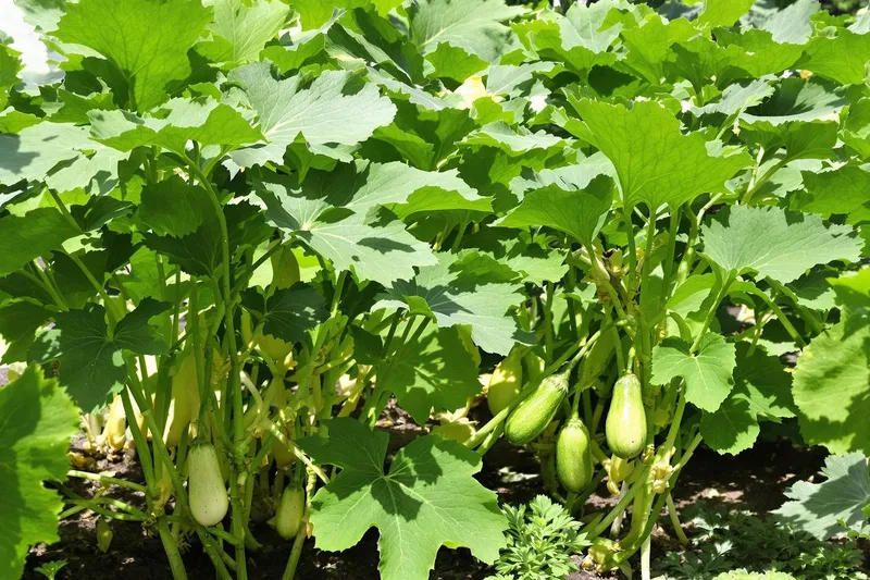 Courgettes qui pourrissent : causes et solutions