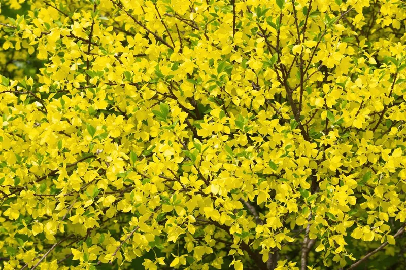 Pourquoi tailler cet arbuste familier en ce moment est crucial pour révéler sa beauté ?