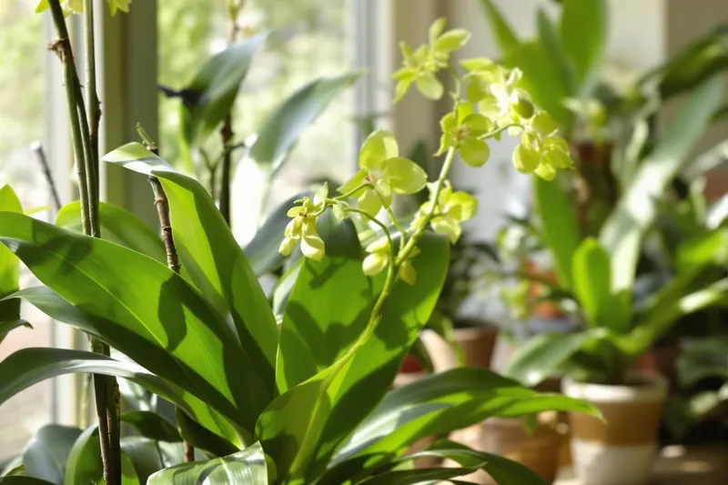 Pourquoi vos orchidées ont des feuilles mais pas de fleurs : l'erreur que font 90 % des gens