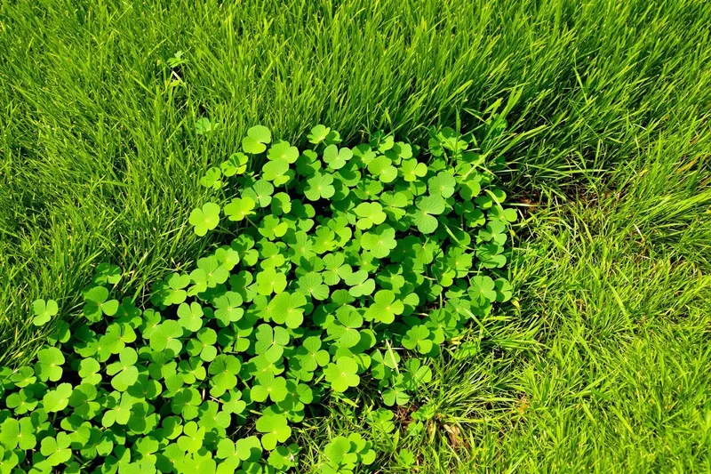 Pourquoi votre pelouse est envahie de trèfle et comment l'éliminer définitivement ?