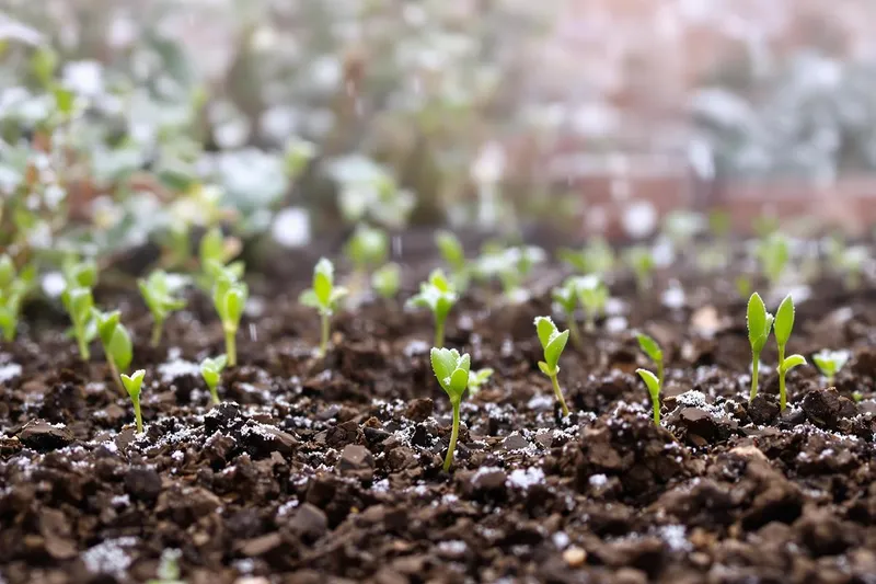 Préparez votre jardin pour l'hiver : utilisez tout le potentiel du compost pour un sol fertile au printemps