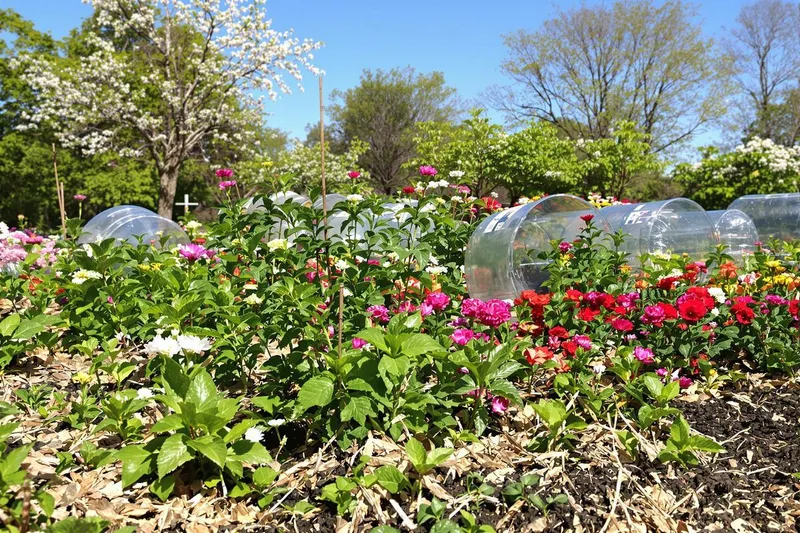 Protégez vos plantes des gelées tardives : astuces gratuites pour jardiniers avisés