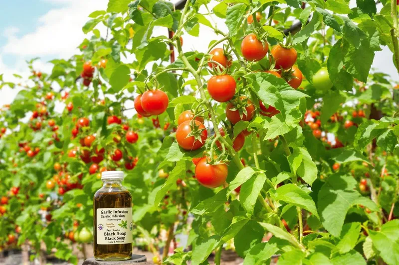 Protégez vos tomates : Deux recettes naturelles pour éliminer les pucerons efficacement