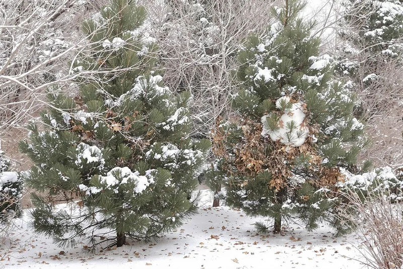 Protégez votre jardin : interventions essentielles contre les chenilles processionnaires à faire absolument en ce moment