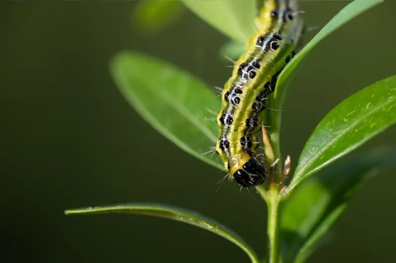 Traitement naturel de la pyrale du buis avec des remèdes maison