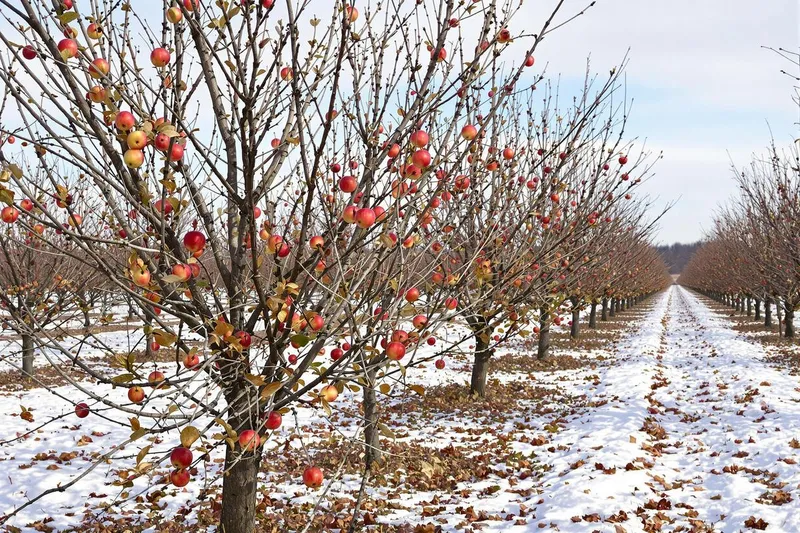 Les secrets pour tailler vos pommiers au bon moment
