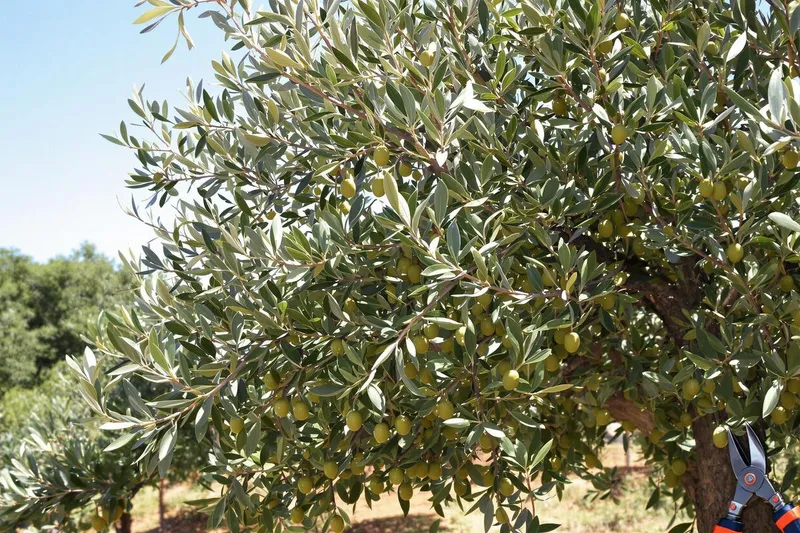 Olivier : comment et quand réaliser une bonne taille