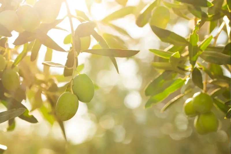 Quand et comment tailler un olivier pour une croissance optimale