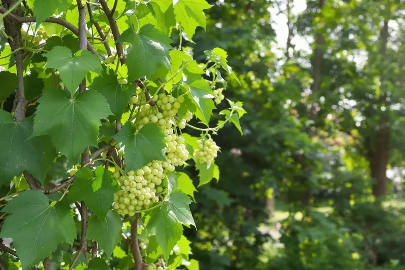 Quand et comment tailler une vigne grimpante?