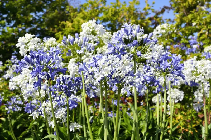 Quand et comment transplanter les agapanthes?